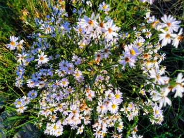 Billede af blomst